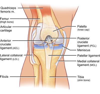 bent-knee-anatomy.jpg
