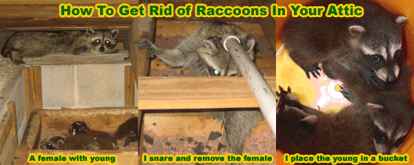 raccoon-attic.jpg