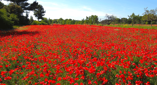 poppies-provence.png