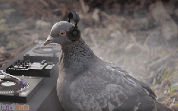 birds-pigeon-meme-funny-18335991.gif