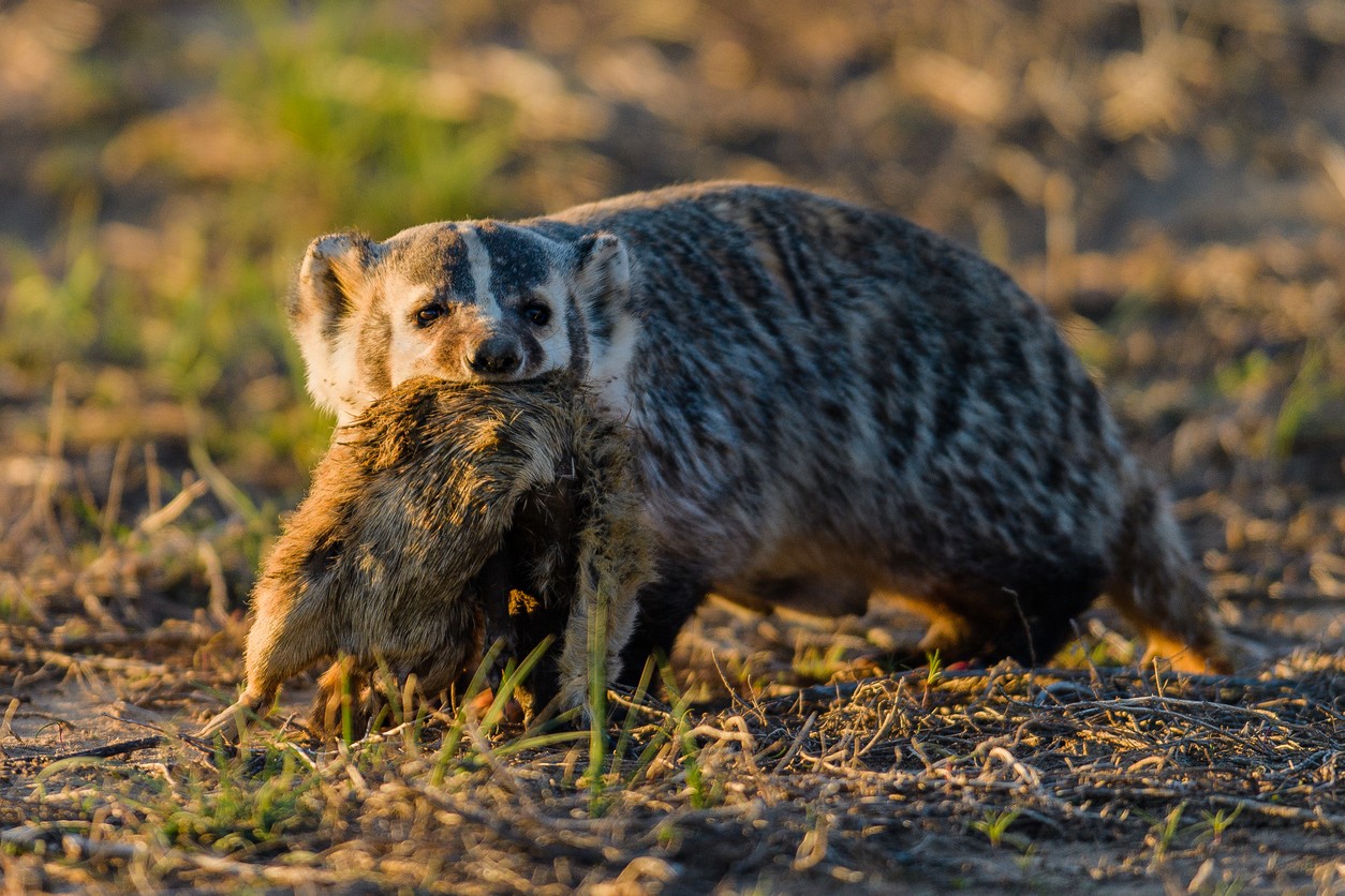 American-Badger-with-recent-kill.jpg