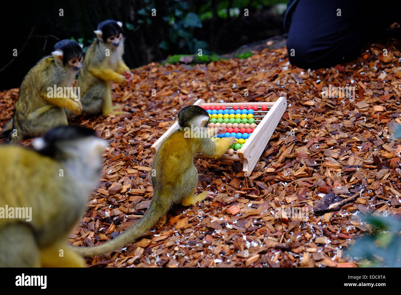 london-zoo-uk-05th-jan-2015-squirrel-monkeys-help-with-the-counting-EDC8TA.jpg