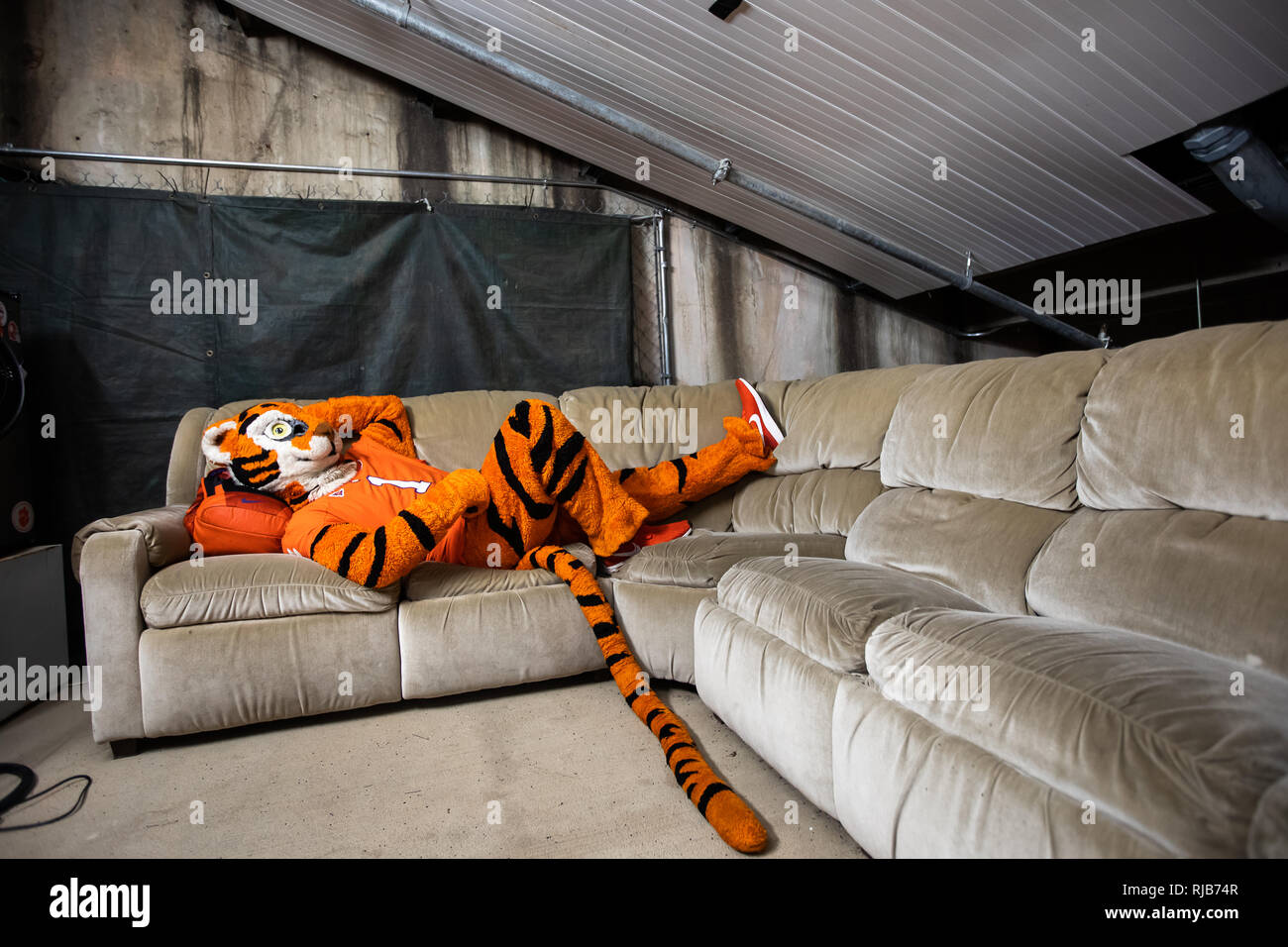 clemson-university-mascot-the-tiger-and-cubby-during-football-parade-and-walking-around-campus-RJB74R.jpg