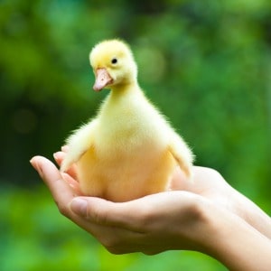 baby-ducks-as-pets-b.jpg