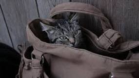Image result for let the cat out of the bag