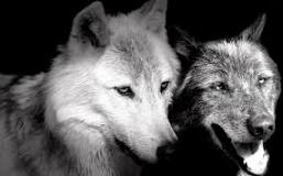 Image result for wolf breed pets
