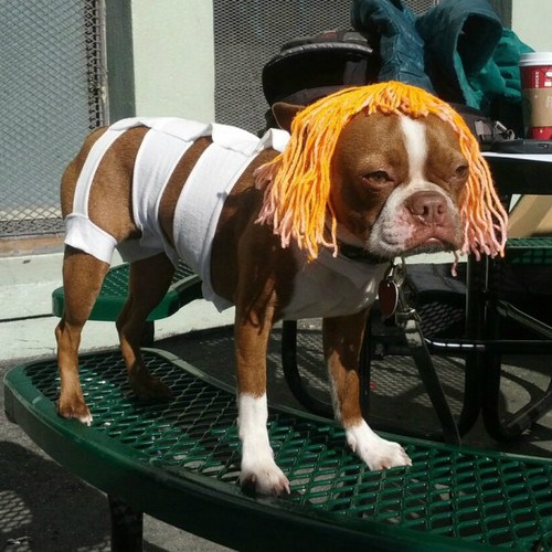 dog-costumes-the-fifth-element-leeloo-6766742528