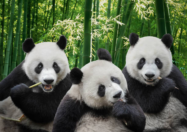 three-pandas.jpg