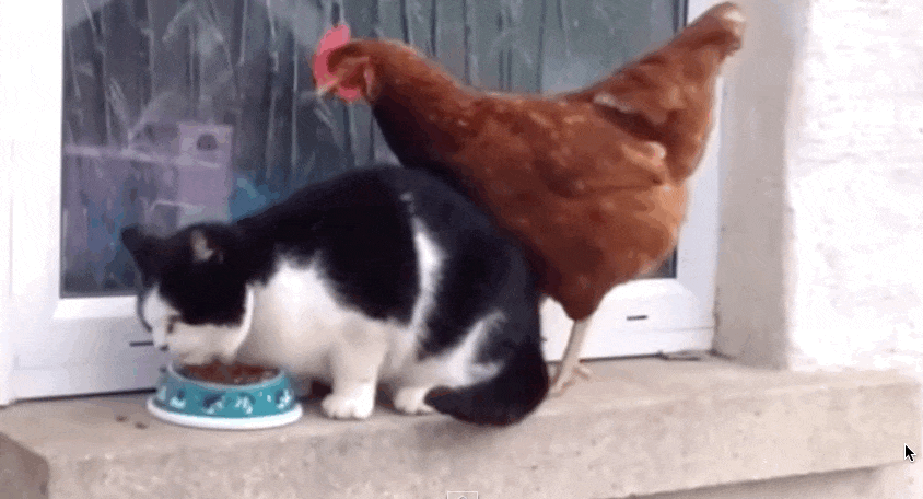Cat and Chicken - GIF on Imgur