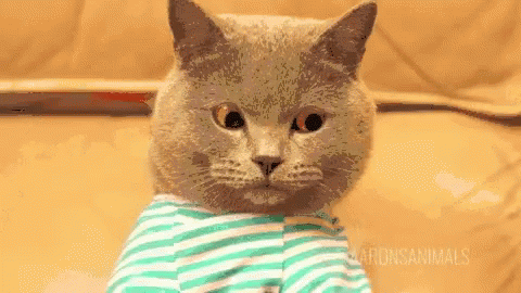 Cat Typing GIF - Cat Typing - Discover & Share GIFs | Funny gif, Cat typing  gif, Best funny pictures