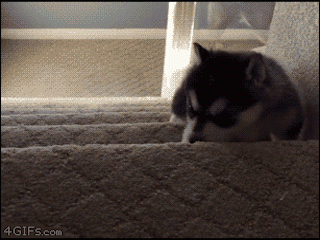Image result for dog falling down stairs explosion gif | Funny animal  videos, Animals, Funny dogs