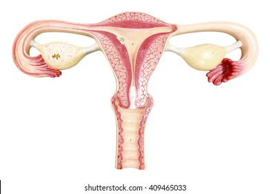 ovaries-uterus-fallopian-tubes-human-260nw-409465033.jpg