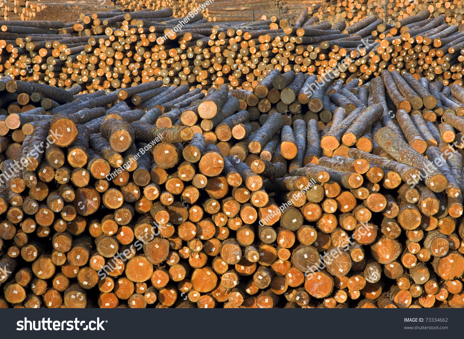 stock-photo-long-straight-logs-in-wood-pile-in-lumber-mill-waiting-for-production-73334662.jpg