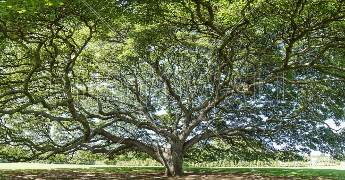 majestic-tree.jpg
