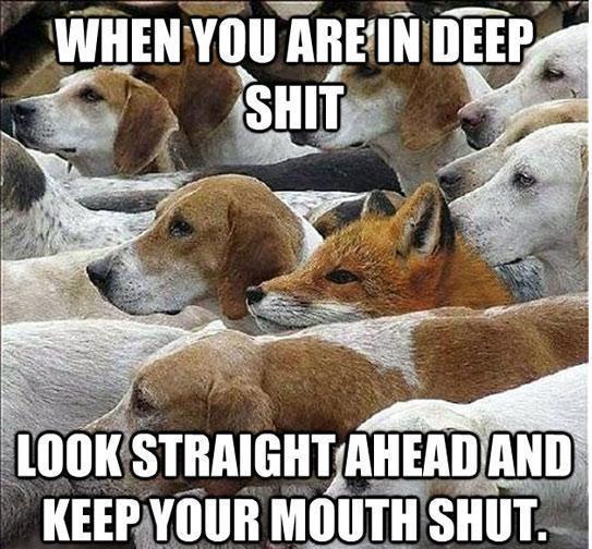 happy-hump-day-funny-picture-with-captions-fox-among-the-dogs.jpg