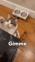 Gimme GIF by Little Blue Fairy