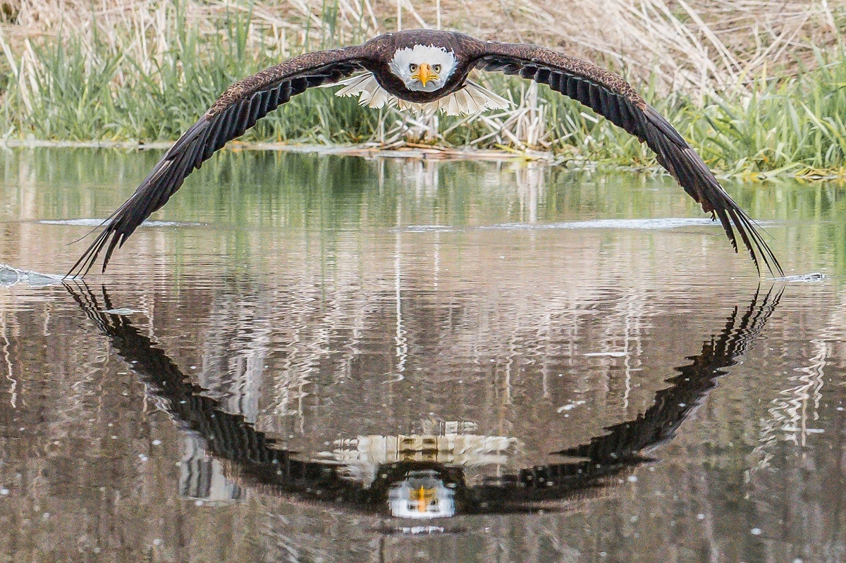 bald-eagle-reflection-steve-biro.jpg