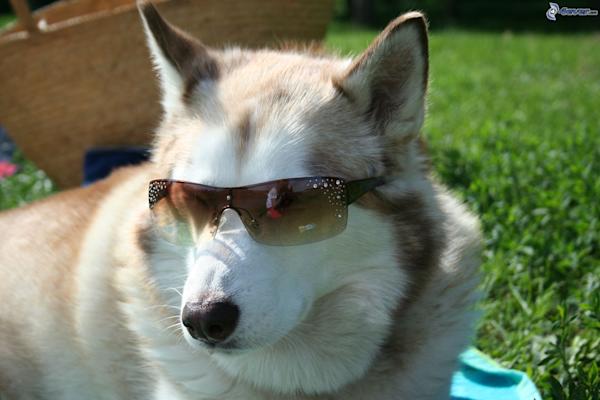 husky-with-sunglasses,-grass-148508.jpg.cf.jpg