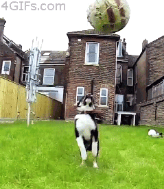 funny-gif-dog-jumping-ball-fail-falling1.gif.cf.gif