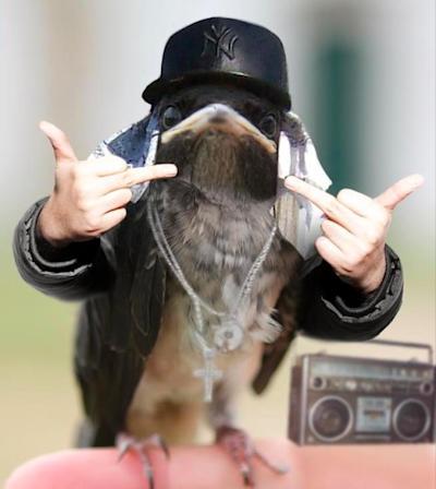 gangsta-bird.jpg.cf.jpg