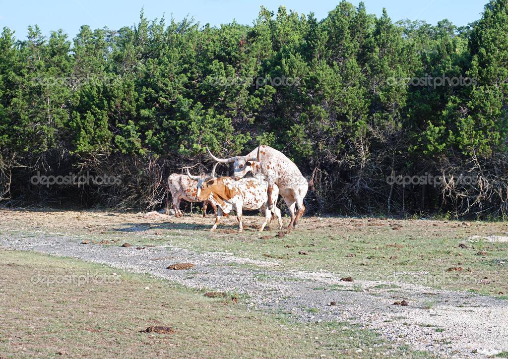 depositphotos_35290535-stock-photo-longhorn-cattle-mating.jpg