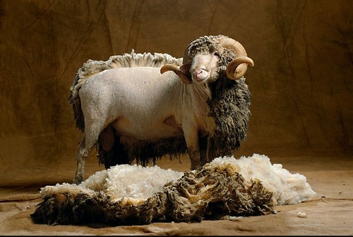 half-shorn-sheep.jpg
