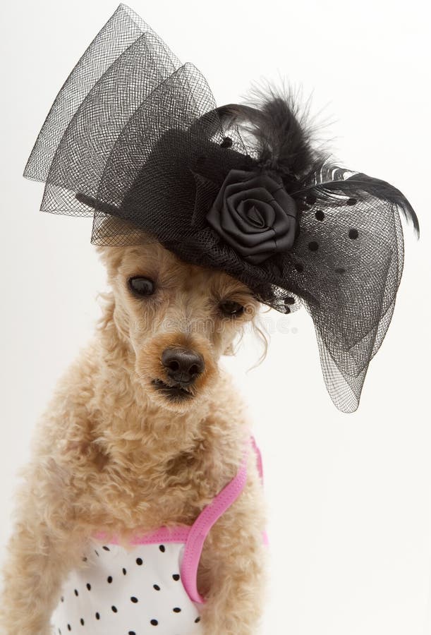 fancy-hat-polka-dots-poodle-dot-dress-black-bow-feathers-31783359.jpg