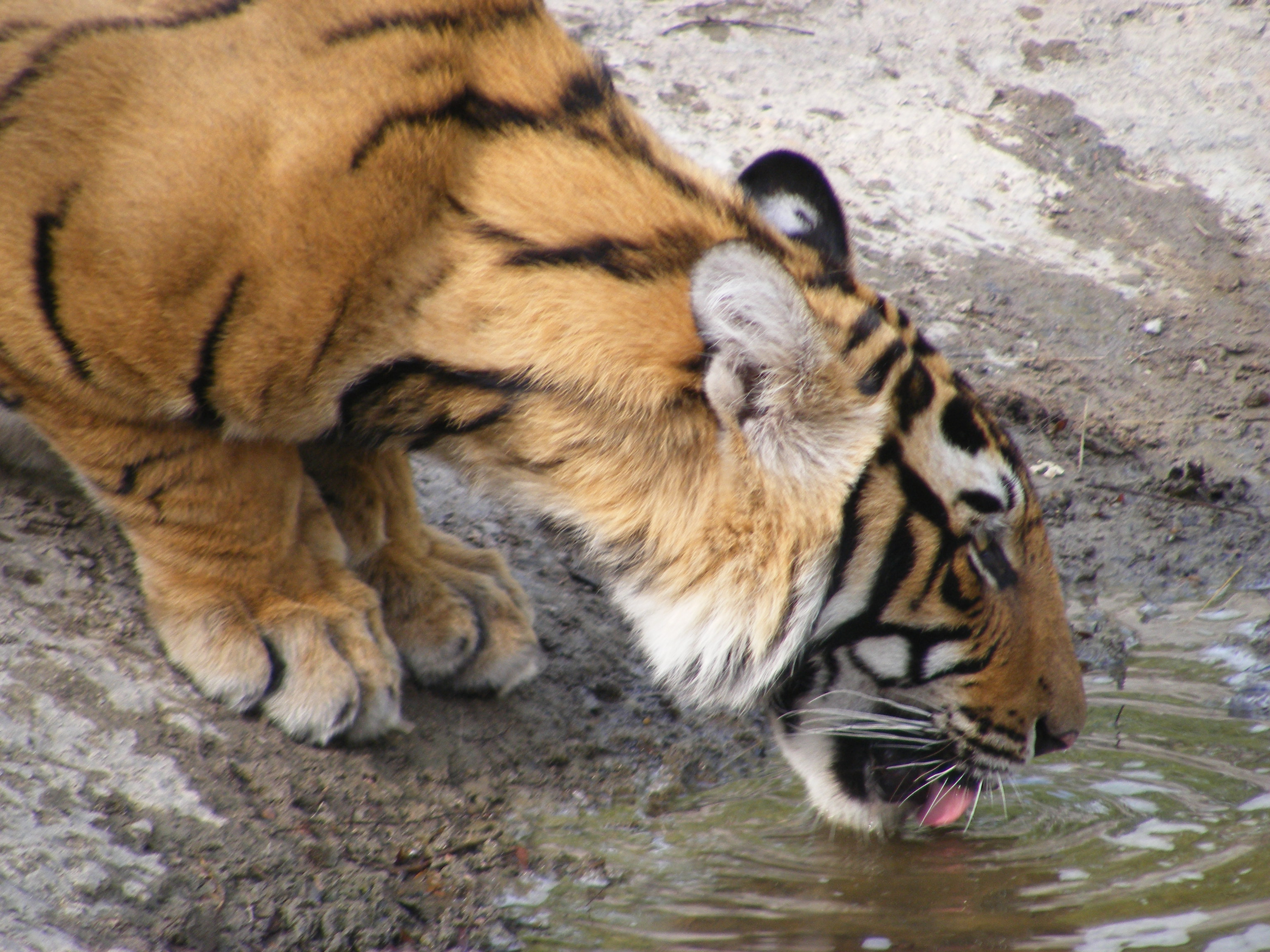 Tiger_Drinking_Water.jpg