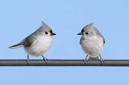 4186094-pair-of-tufted-titmice-baeolophus-bicolor-with-a-blue-sky-background.jpg