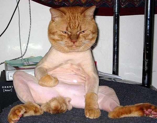 funny-looking-shaved-cat.jpg