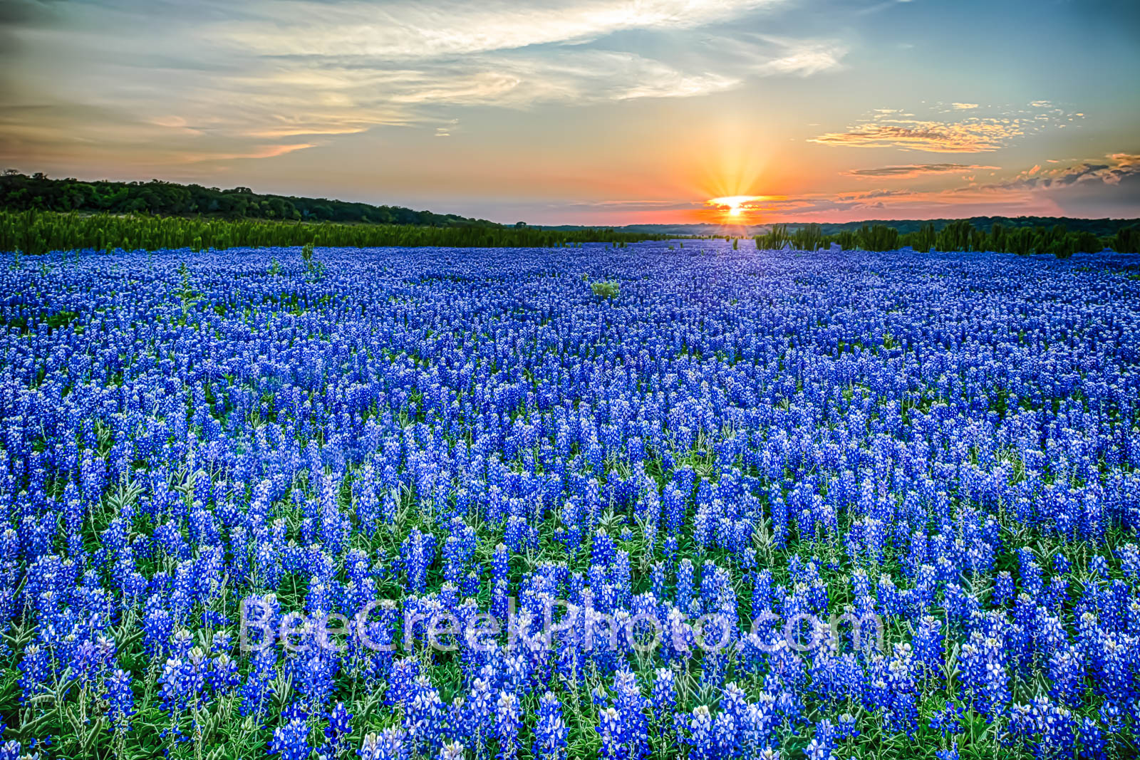 heavenly-texas-blue-bonnets-D80_8801.jpg