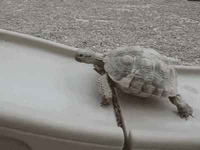 Image result for turtle racing gif