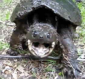 Image result for Turtle gif