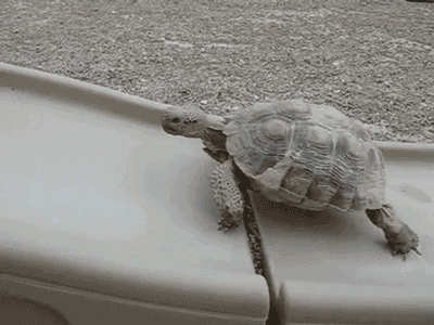 Image result for turtle stretching gif