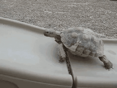 Image result for slow turtle gif