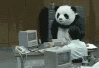 Image result for angry panda gif