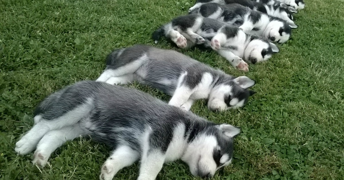 17-Of-The-Sweetest-Husky-Puppies-That-Will-Make-Your-Day-Facebook.jpg